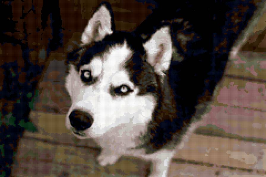 хаски - предпросмотр