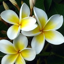 Схема вышивки «Магнолия»