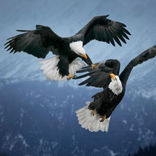 Схема вышивки «орлы»