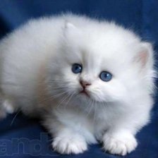 Схема вышивки «серия "кошки"»