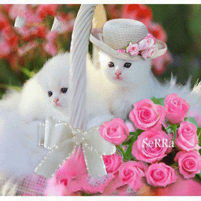 серия "кошки" - котики.корзина.цветы - оригинал