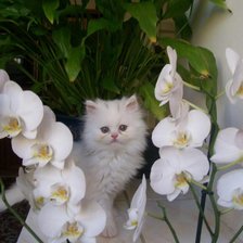 Схема вышивки «серия "кошки"»