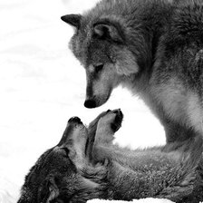 Схема вышивки «волки»