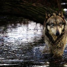 Схема вышивки «лунный волк»