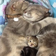 Схема вышивки «кошки»