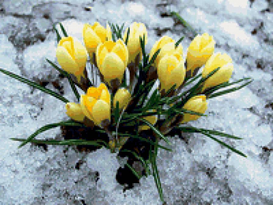 крокусы - крокусы, проталина, весна, цветы, бутоны - предпросмотр