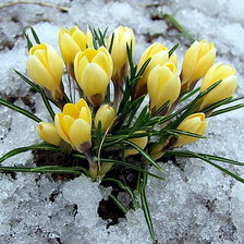 Схема вышивки «крокусы»