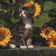 в подсолнухах