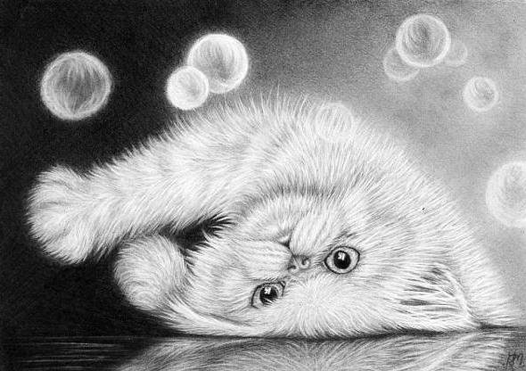 котик - оригинал