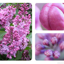 Схема вышивки «Триптих сирень»