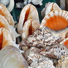 Схема вышивки «ракушки»