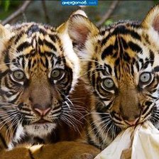 Схема вышивки «Малыши»