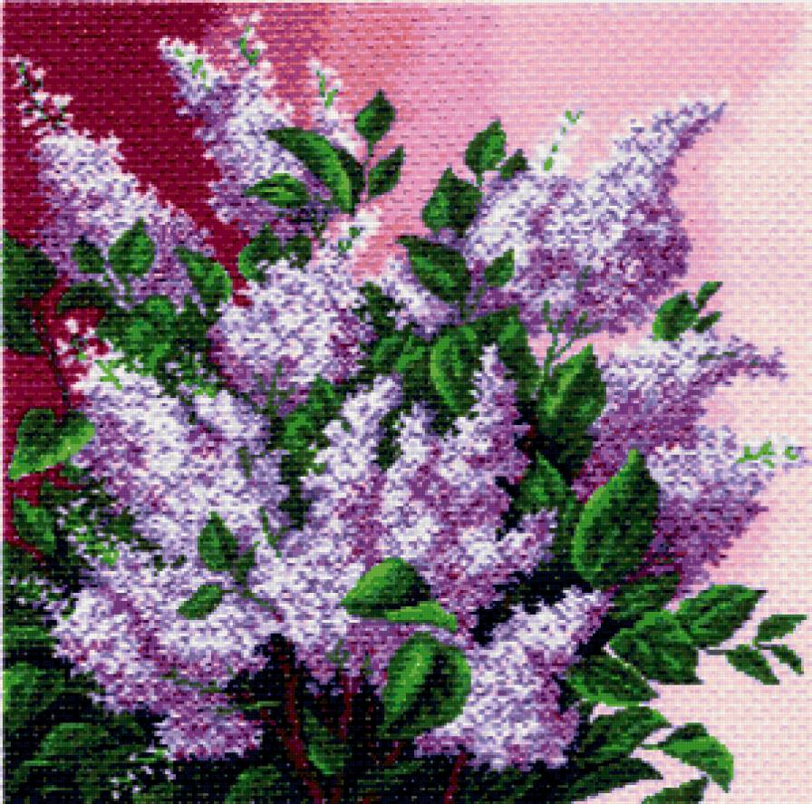 Букет сирени - сирень, нежность, голубые цветы, букет, цветы - предпросмотр