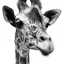 Схема вышивки «серия в черно-белом. жираф»
