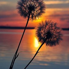 Схема вышивки «Одуванчики на закате»