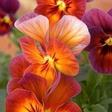 Схема вышивки «Цветы»