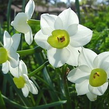 Схема вышивки «Нарцысы»