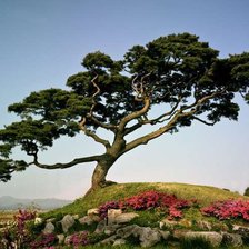 Схема вышивки «сосна»