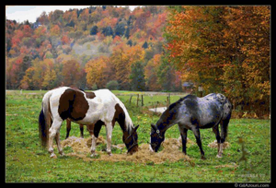 лошадь - предпросмотр