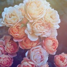 Схема вышивки «Пионы»