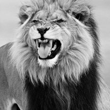 Схема вышивки «Лев»