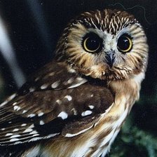 Схема вышивки «сова»