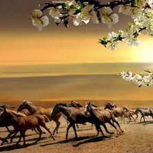 табун на закате