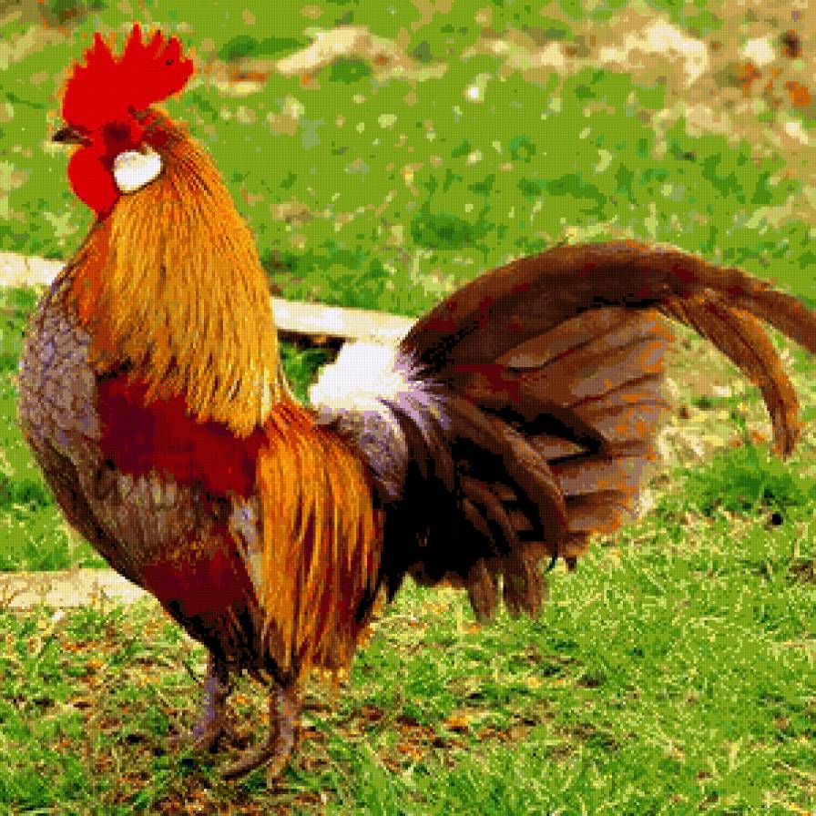 серия "птицы" - птица.петух - предпросмотр