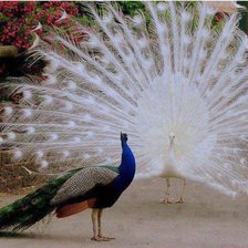 Схема вышивки «серия "птицы"»