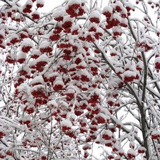 Схема вышивки «птицы»