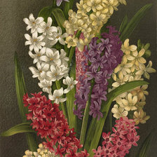 Схема вышивки «цветы»