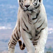 Схема вышивки «ТИГРИЦА»