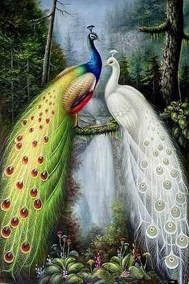 Павлины в лесу - птицы, павлины - оригинал