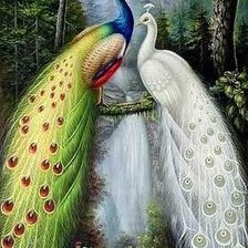 Павлины в лесу