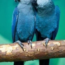 Схема вышивки «попугаи»