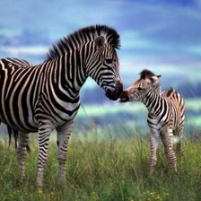 Схема вышивки «Зебры»