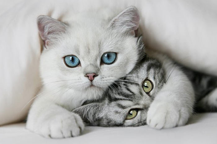 Друзья - животные, кошки - оригинал