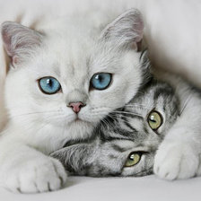 Схема вышивки «Друзья»