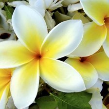 Схема вышивки «цветы»