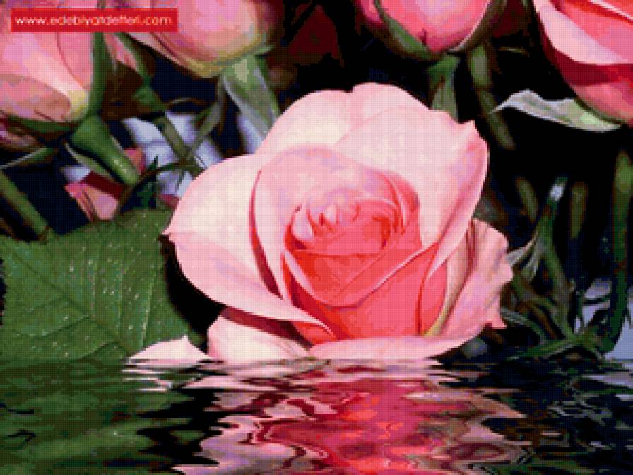 Розы - цветы, розы, букет - предпросмотр