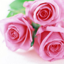 Схема вышивки «три розы»