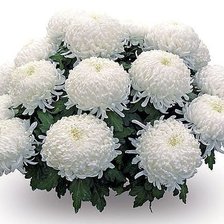 Схема вышивки «№343489»