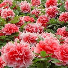 Схема вышивки «№343512»