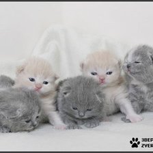 Схема вышивки «Котята»