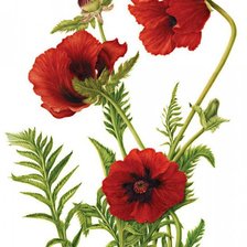 Схема вышивки «№343698»