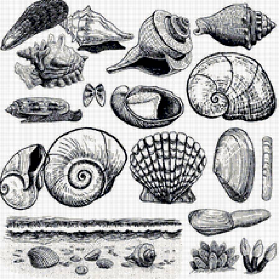 раковины - рисунки, ракушка, море - предпросмотр