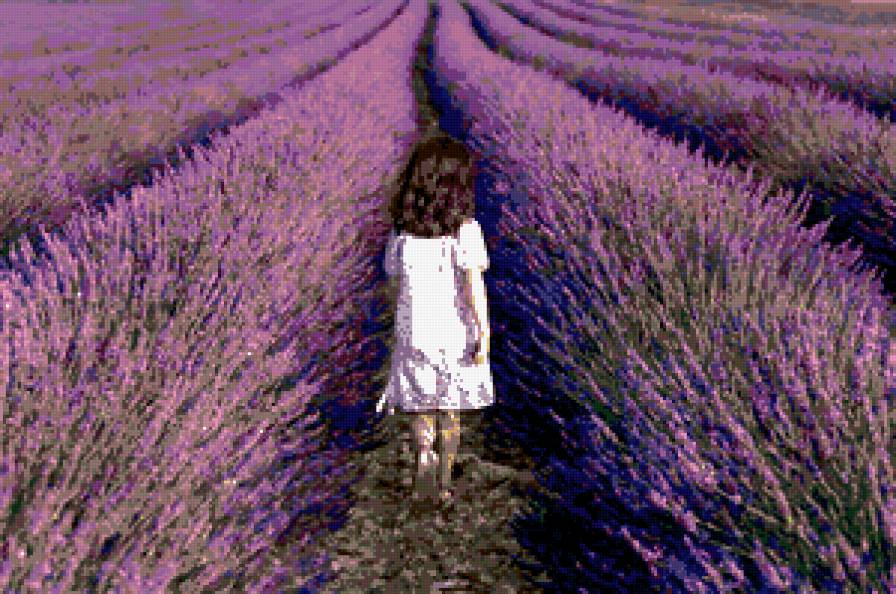 лавандовое поле - поле, цветы, лаванда - предпросмотр