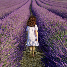 Схема вышивки «лавандовое поле»