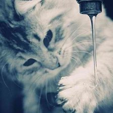 Схема вышивки «моем лапки»