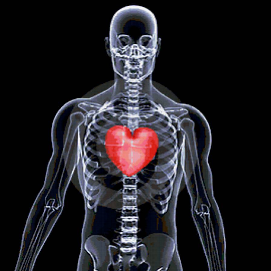 сердце - сердце, человек, скелет - предпросмотр